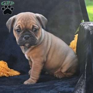 Darla, Miniature Bulldog Puppy